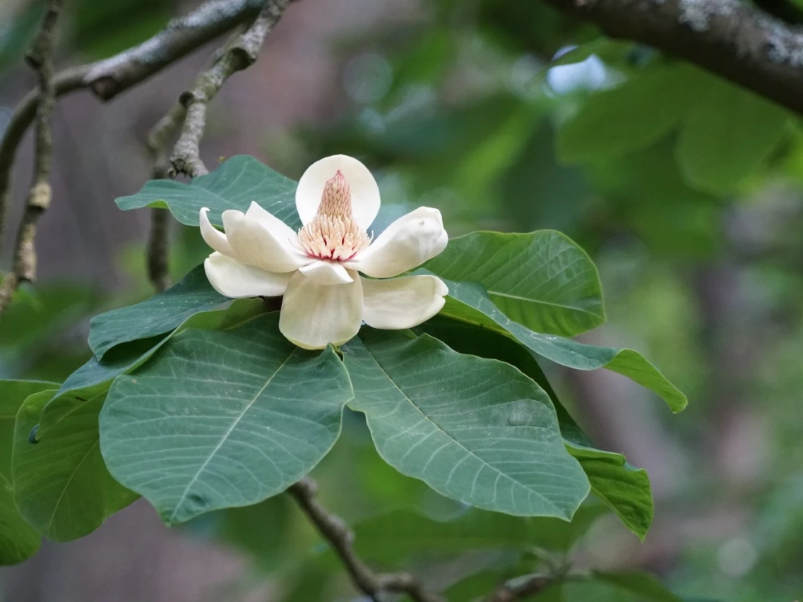 M. obovata BHH